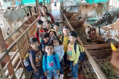 feedingCows